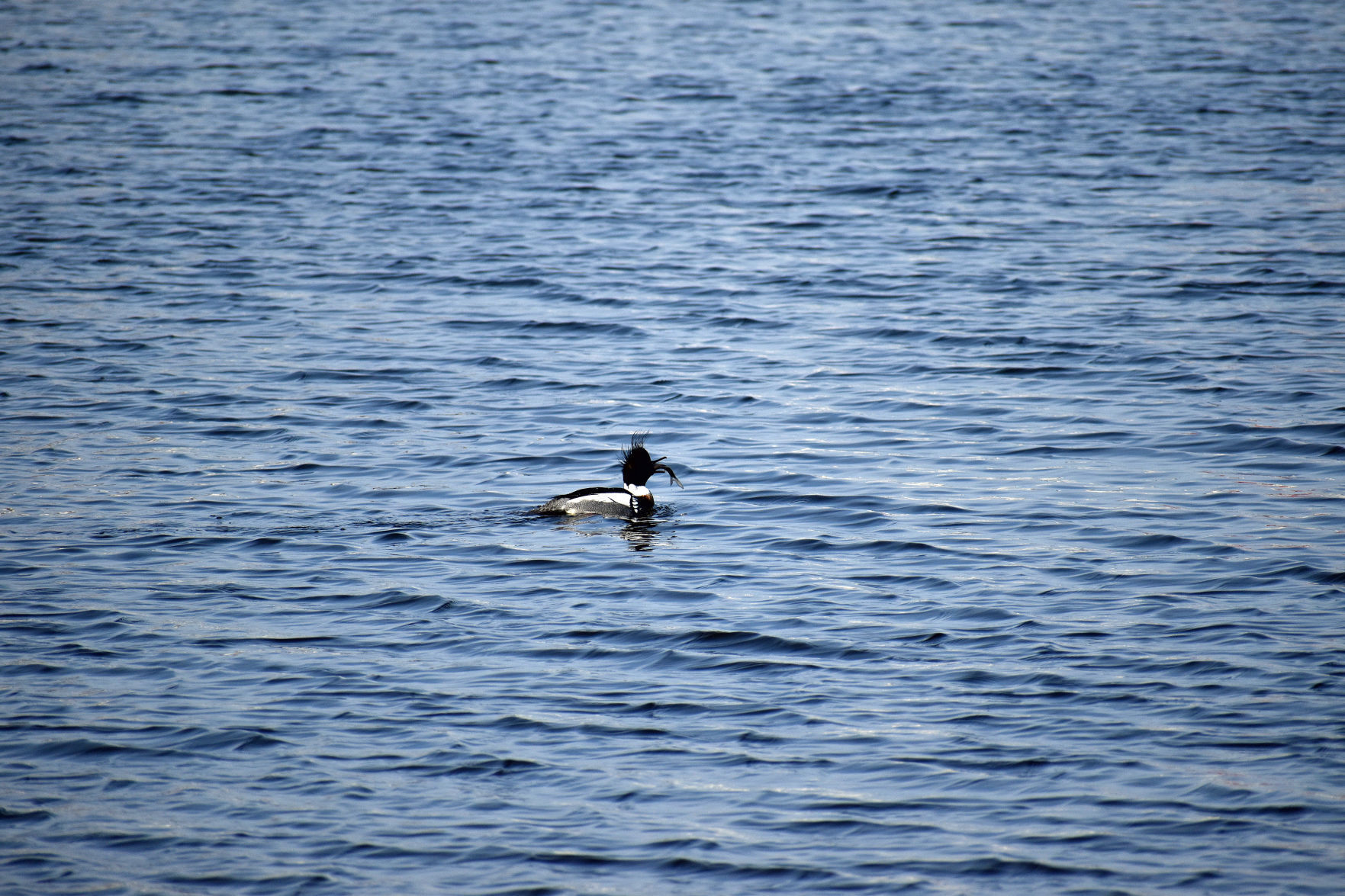 Merganser eating fish